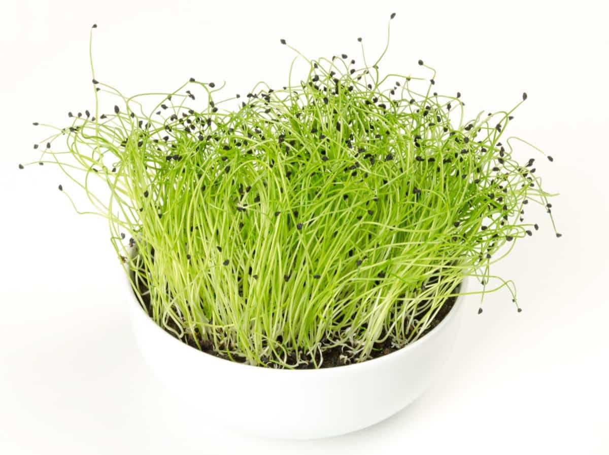 A Step-by-Step Guide for Growing Onion/Leek Microgreens