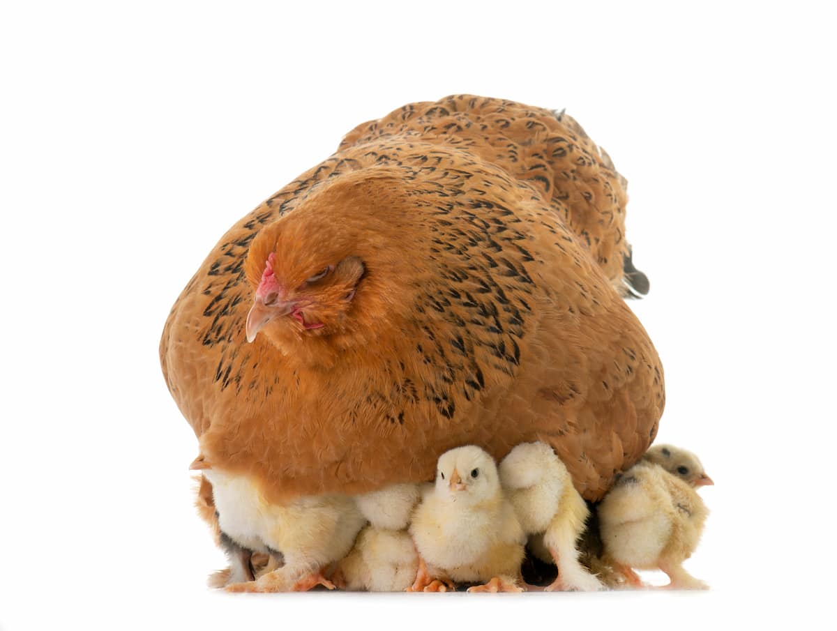 Brahma Chicken and Chicks