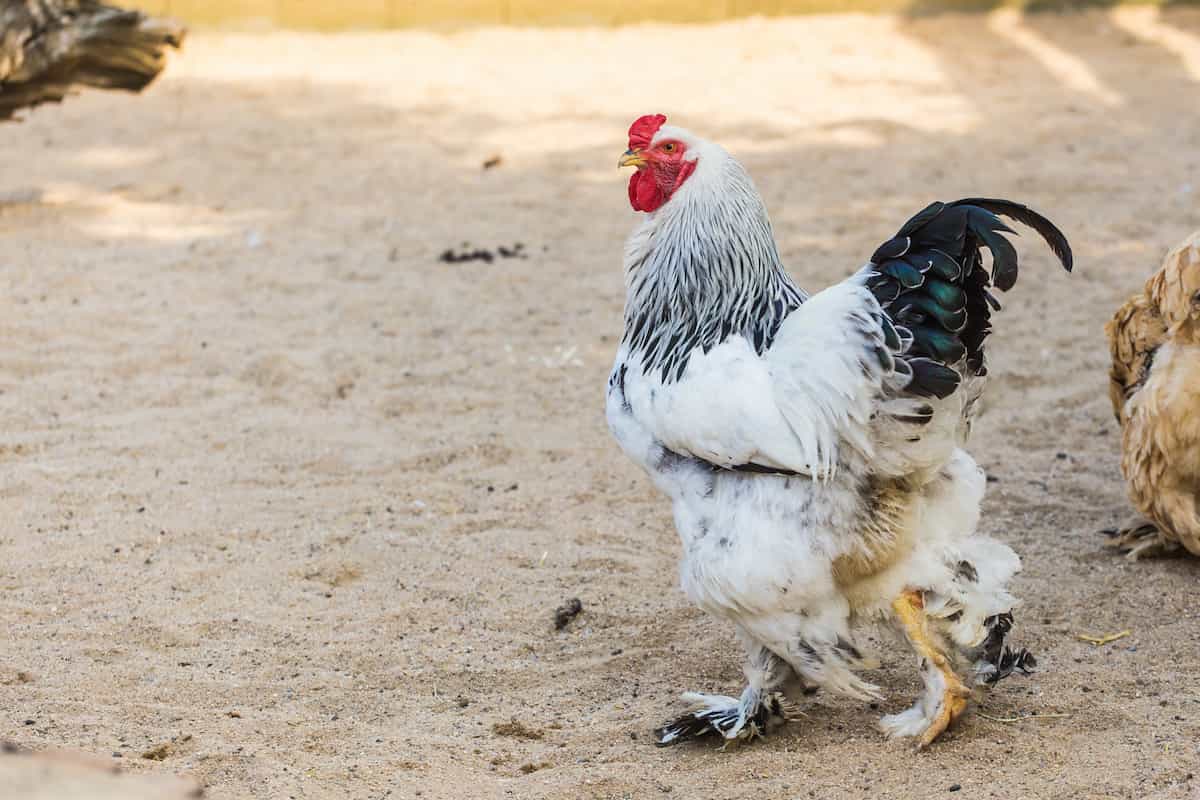 Guide to Brahma Chicken Breed