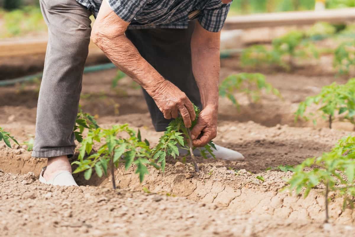 A Guide to Sustainable Gardening