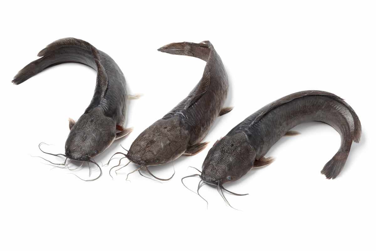 How to Start Catfish Farming in 10 Steps