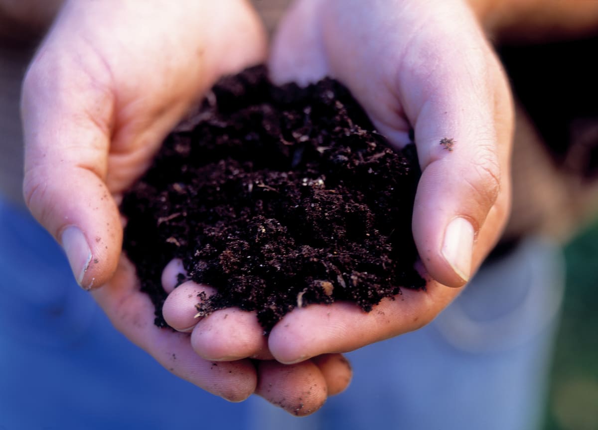 How and When to Apply Organic Vermicompost Fertilizer Manure