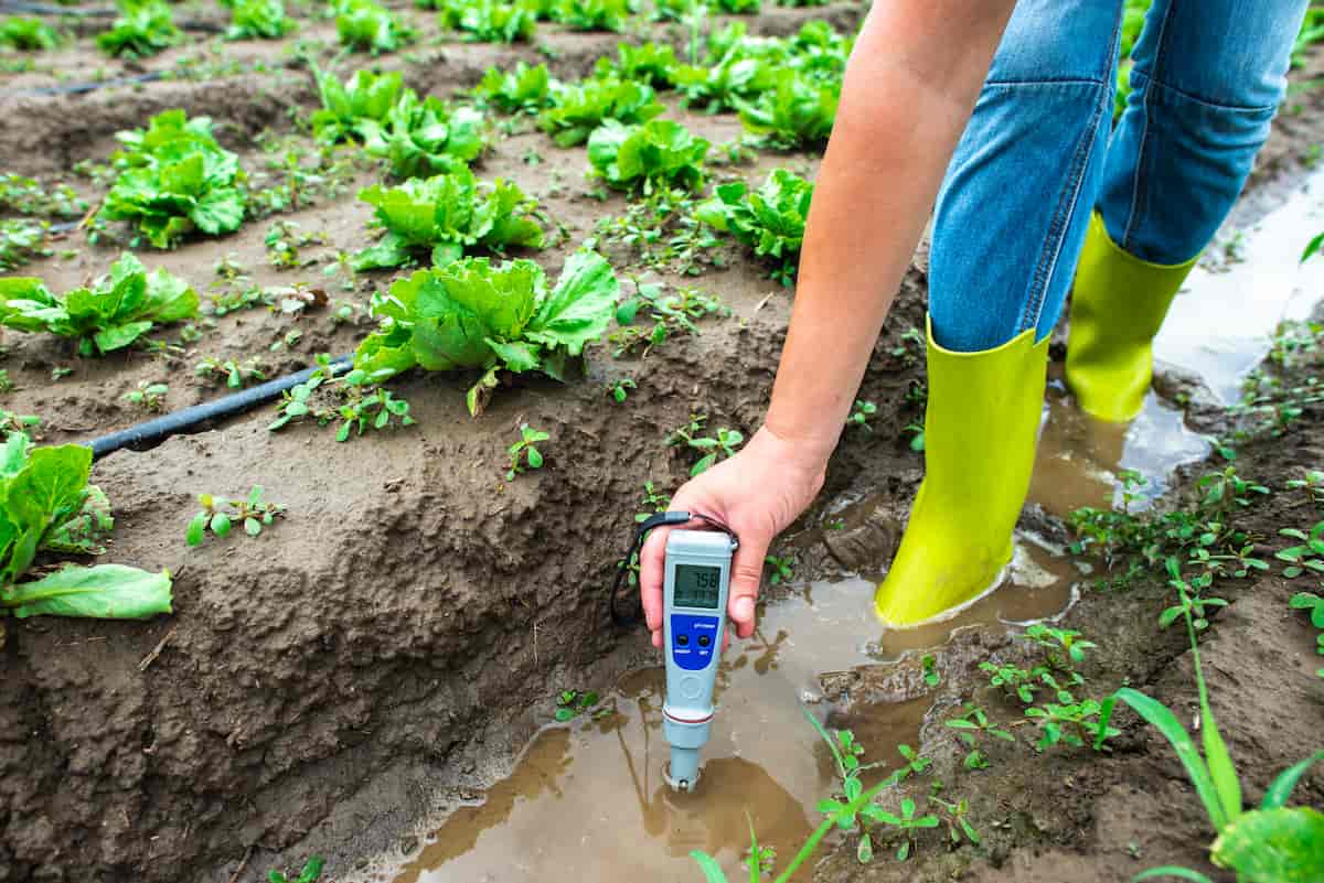 How the pH of Water Can Affect Your Garden Plants

