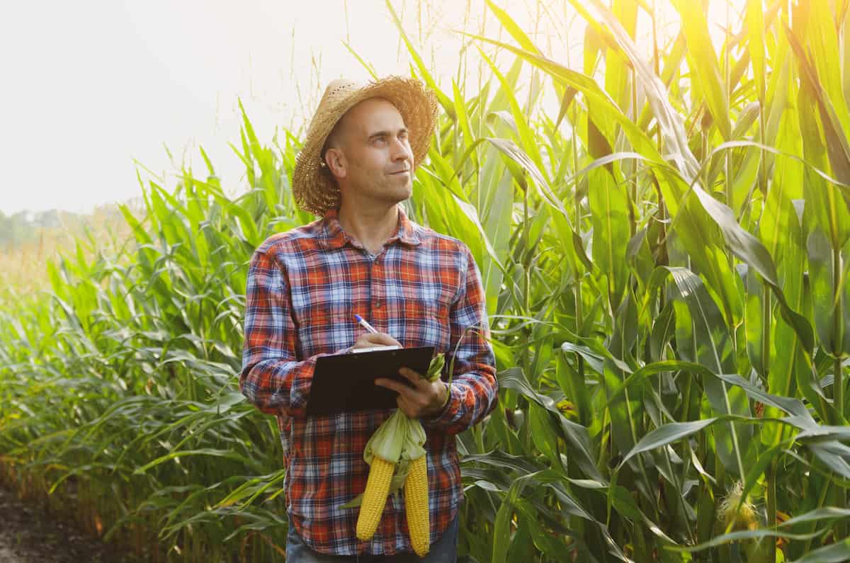 Farmer inspecting Corn Field