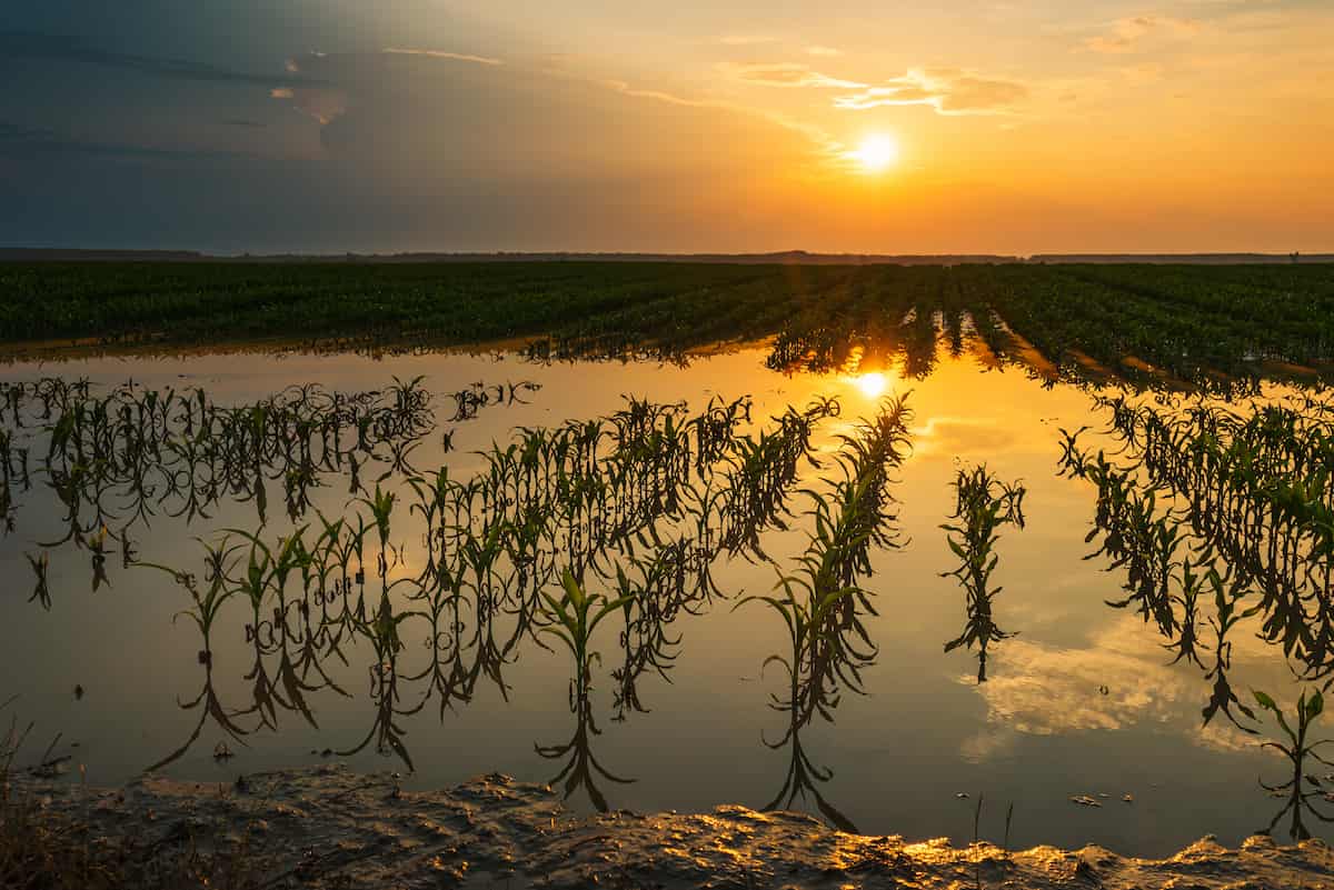 Flooded Corn Field