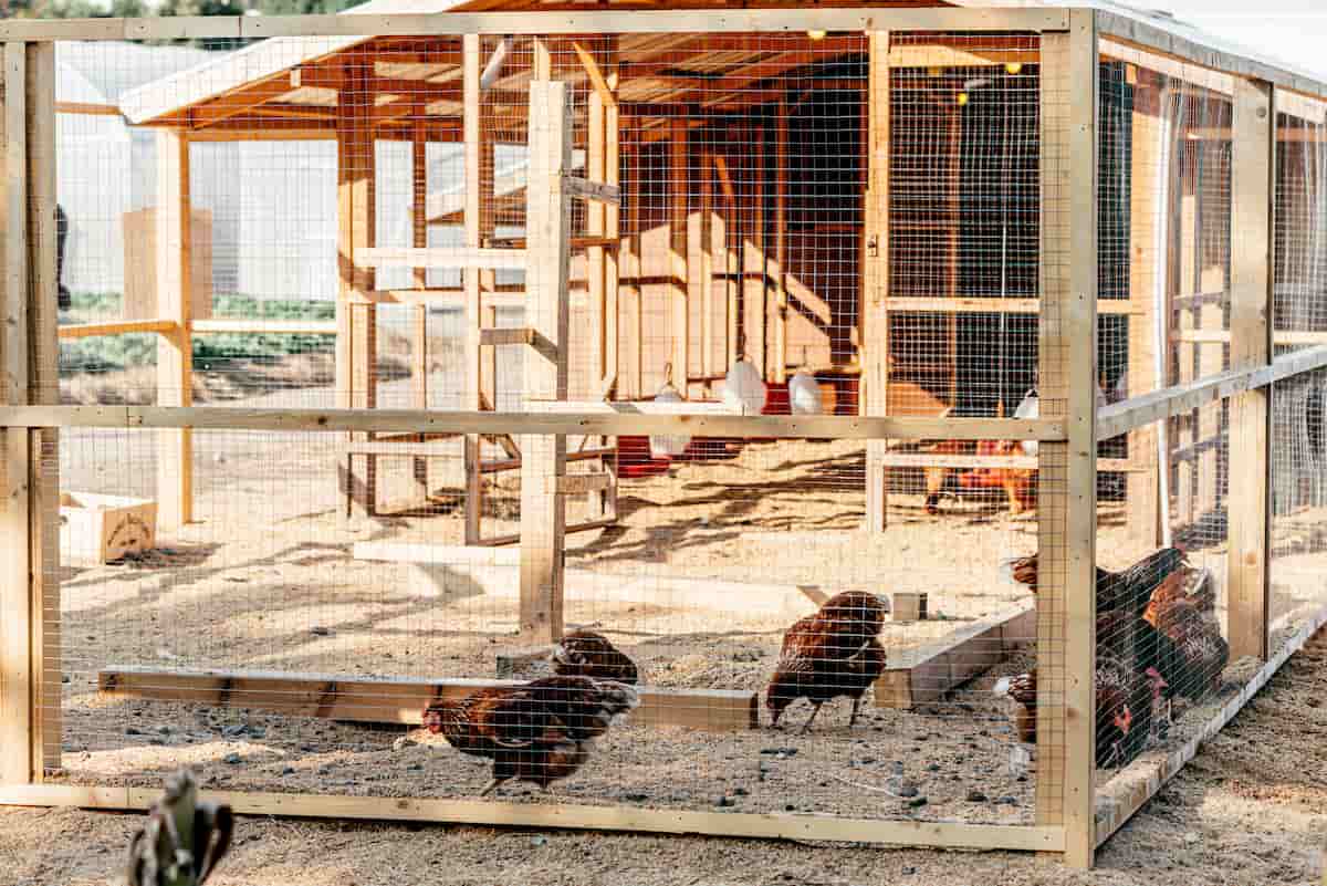 How to Build Poultry House/Shed/Coop in 6 Steps