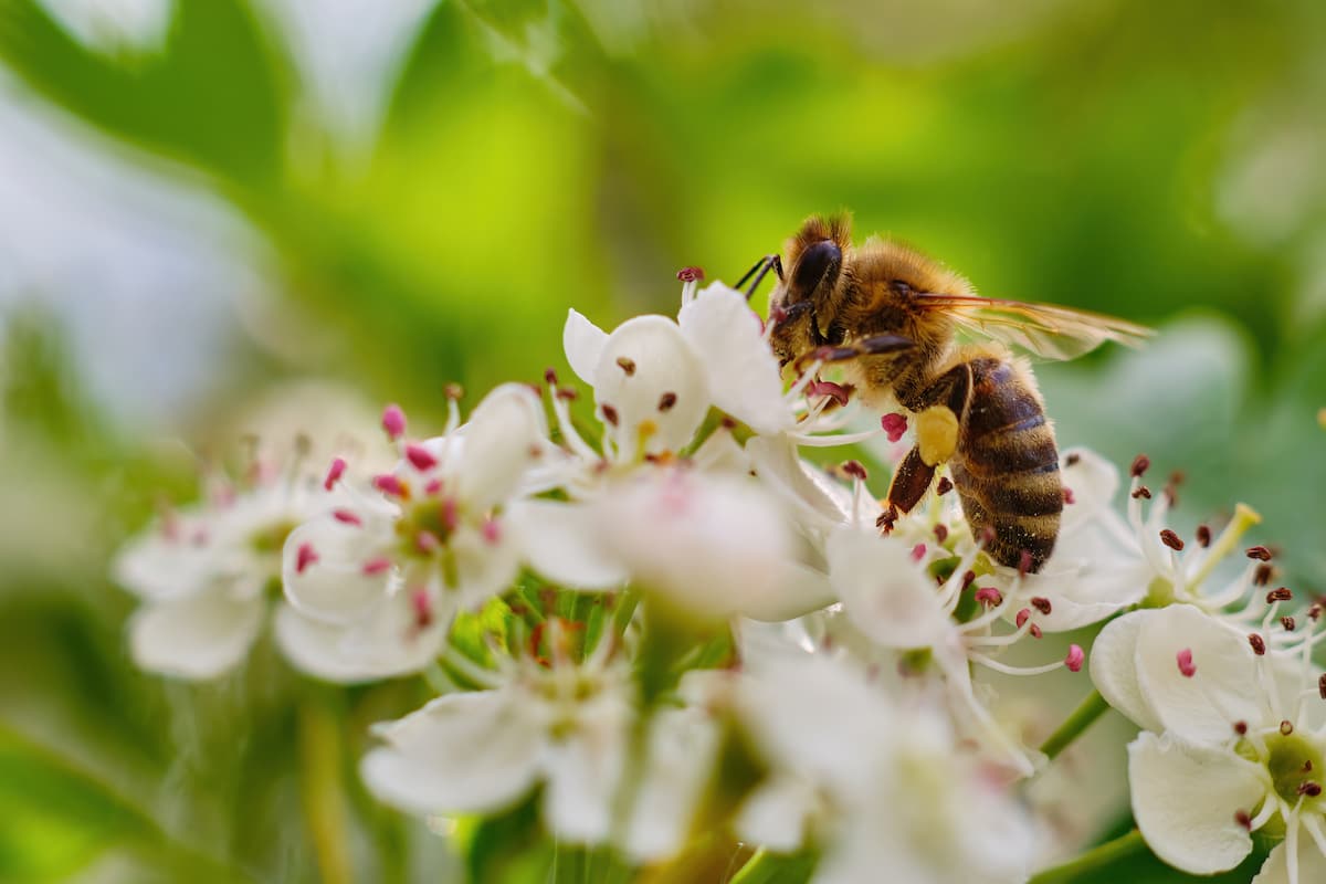 How to Create Pollinator Gardens