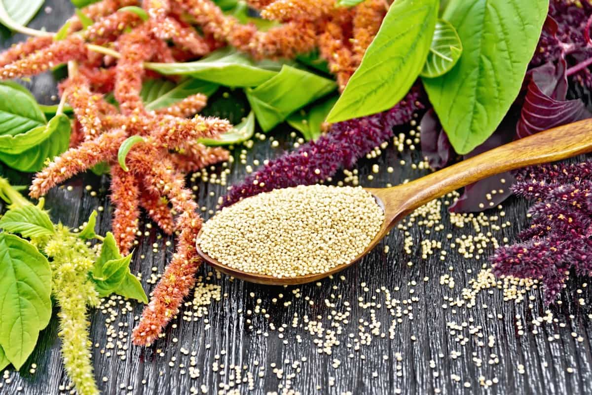 How to Grow Amaranth in Greenhouse