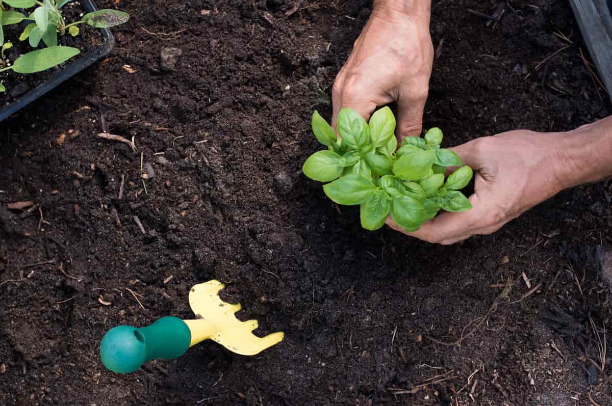 Man Planting Basil