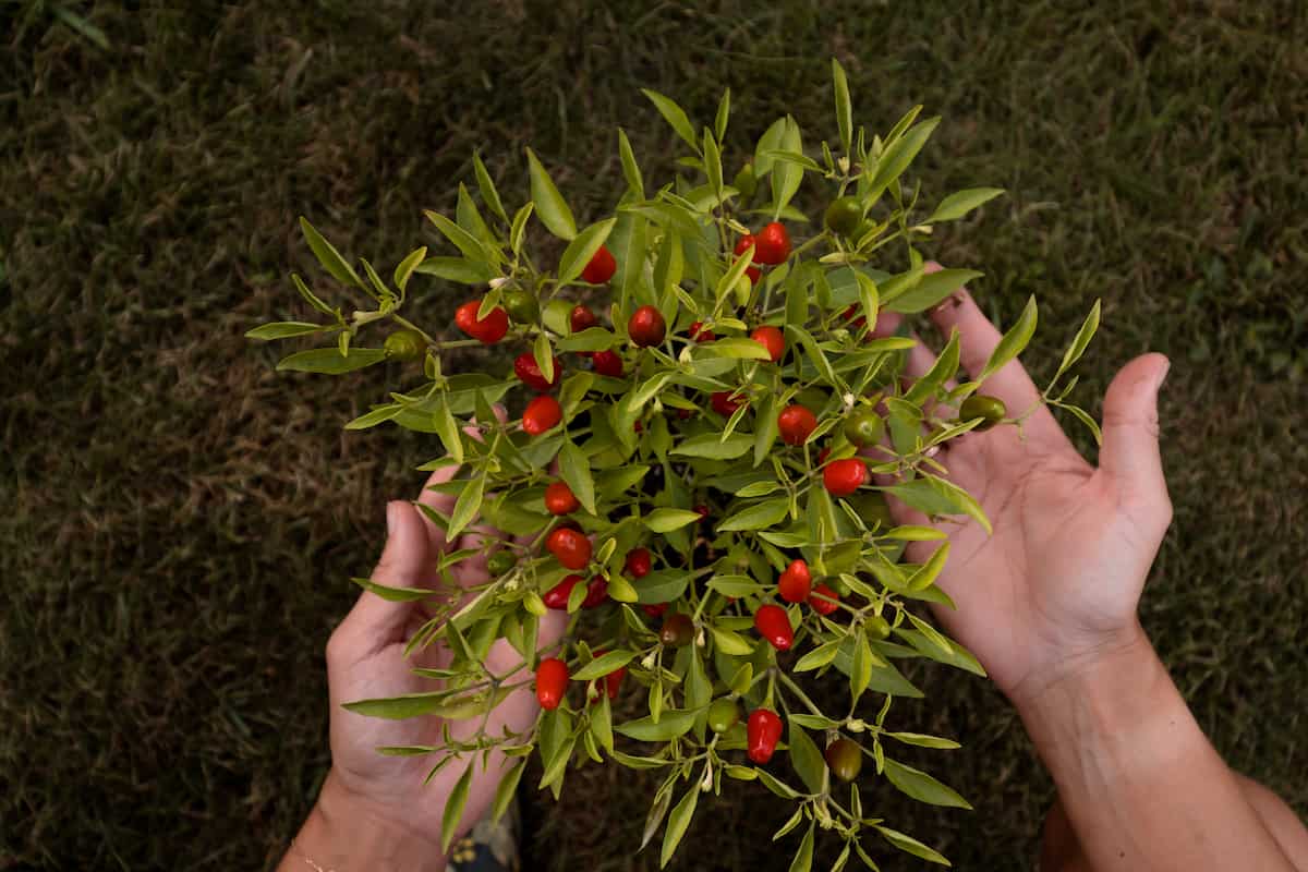 How to Grow Bird's Eye Chili from Seed
