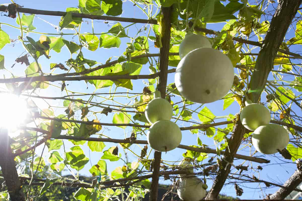 How to Grow Bottle Gourd/Lauki in Greenhouse