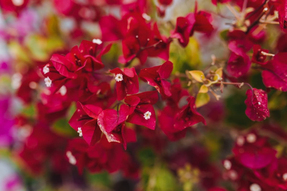 How to Grow Bougainvillea from Cuttings
