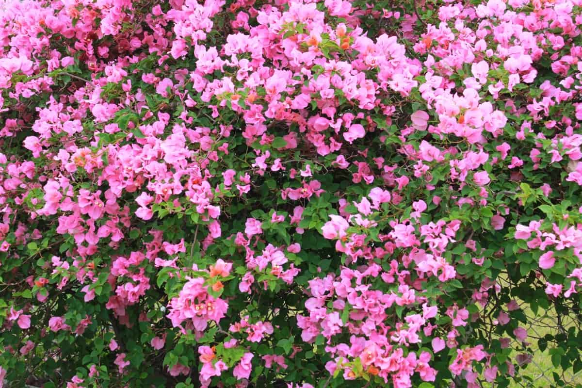 Bougainvillea Flowers Pink