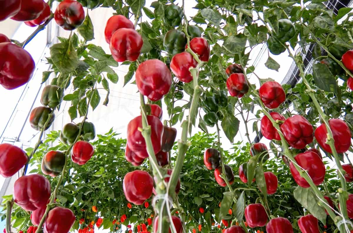 How to Grow Coloured Capsicum/Bell Peppers in Greenhouse