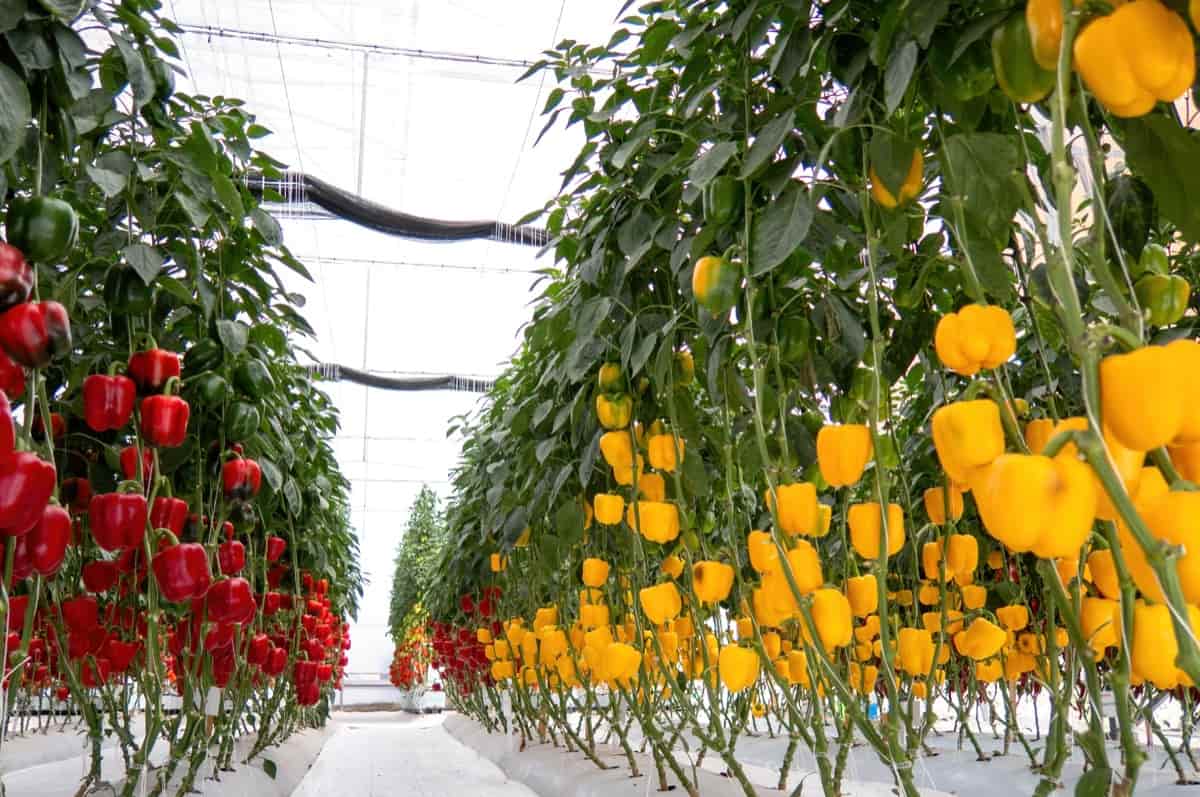 Greenhouse Red Bell Pepper Farming