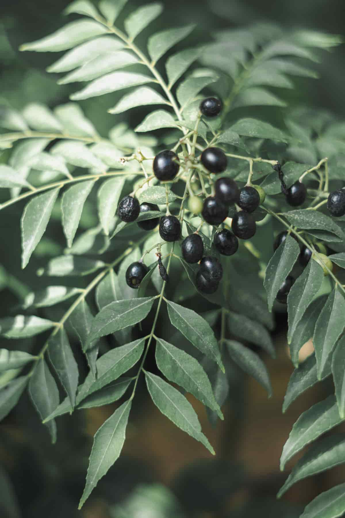 Curry Leaf Plant with Seeds