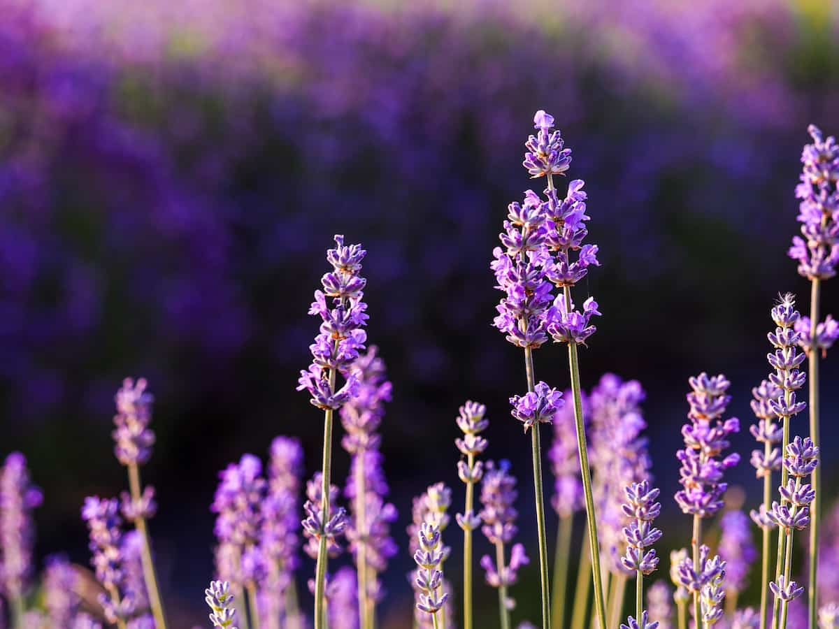 How to Grow Lavender from Cuttings