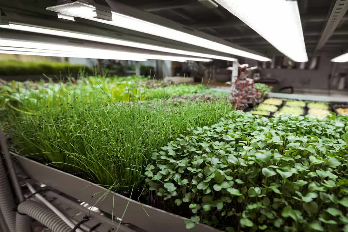How to Grow Microgreens in Greenhouse: A Step-By-Step Guide for Seed to  Harvest