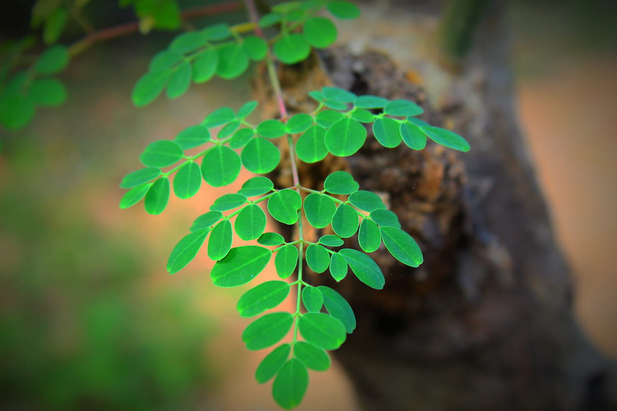 Branch of a Moringa Plant