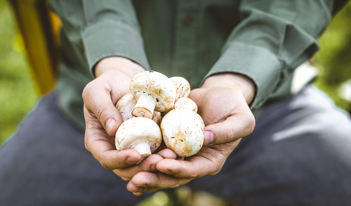 How to Grow Mushrooms in Greenhouse