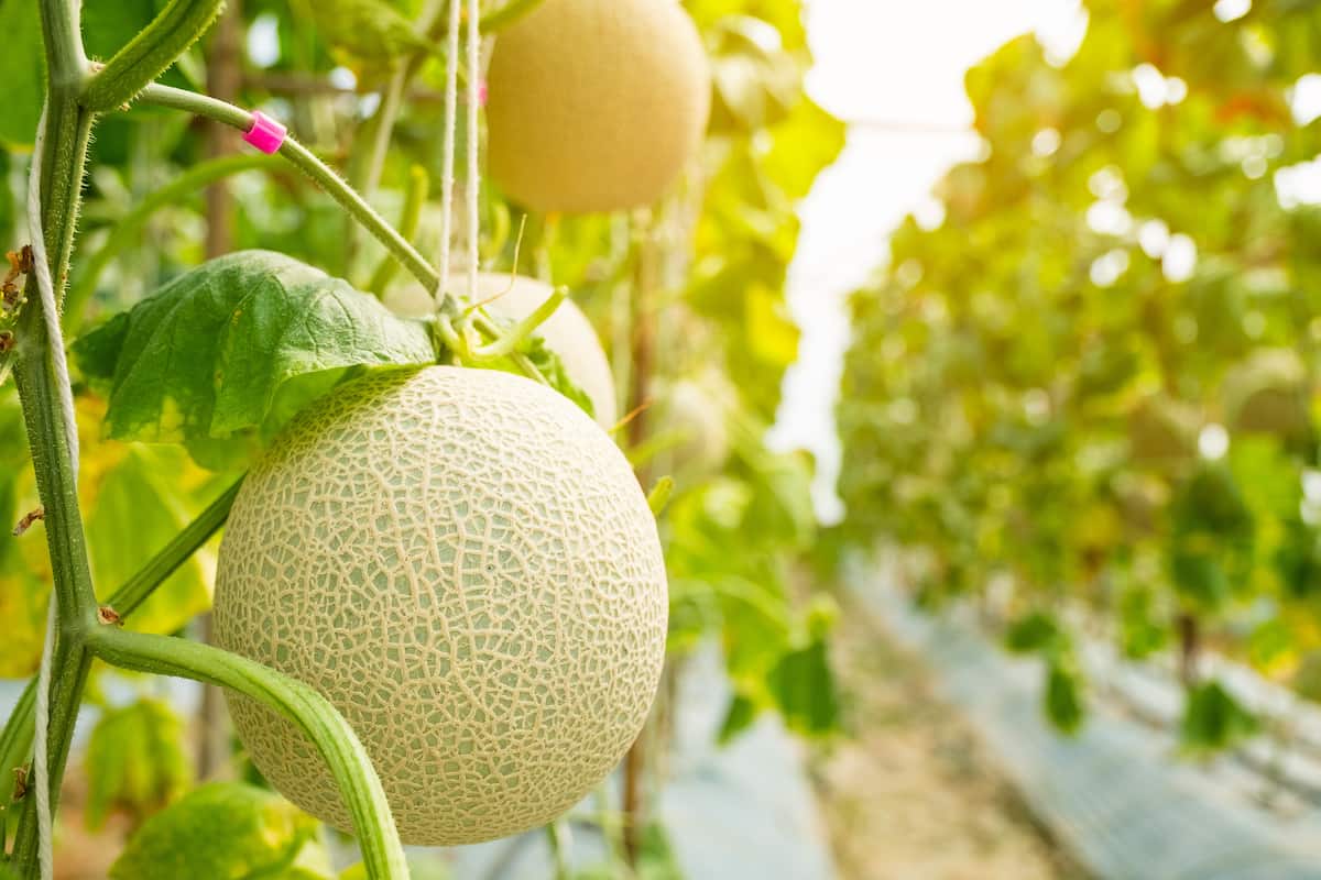 How to Grow Muskmelon/Cantaloupe in Greenhouse

