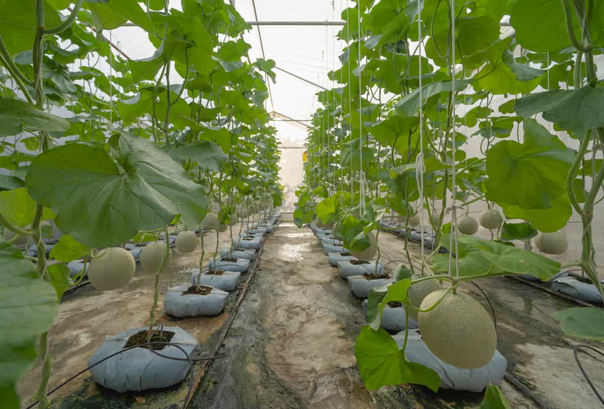 Growing Fresh Melon in Greenhouse
