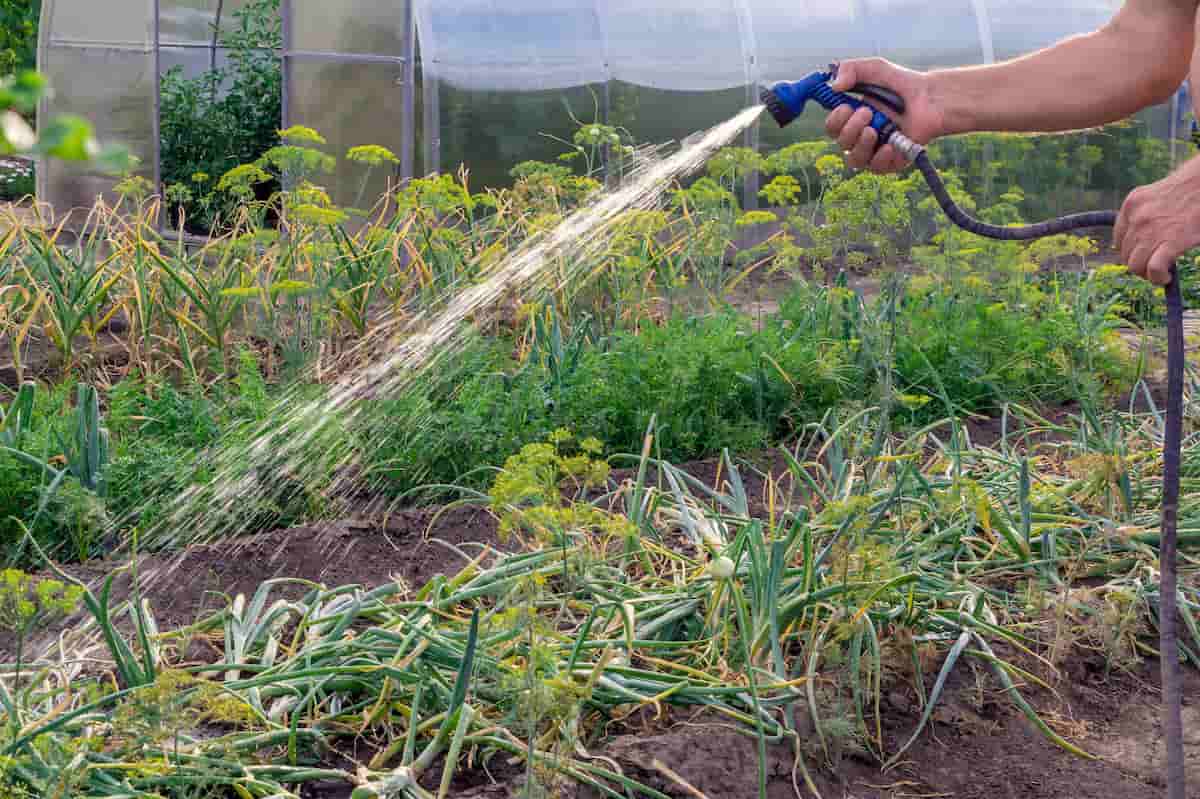Farmer Watering Plants