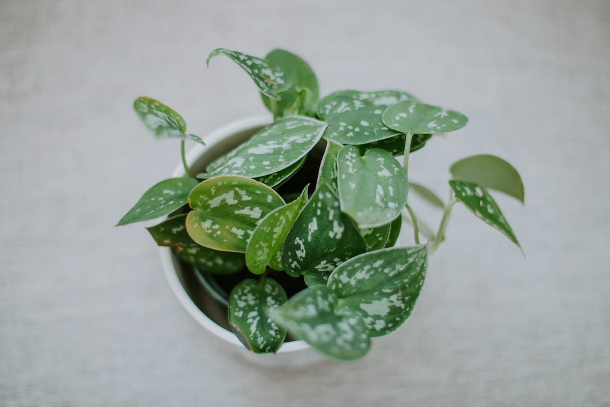 How to Grow Pothos from Cuttings
