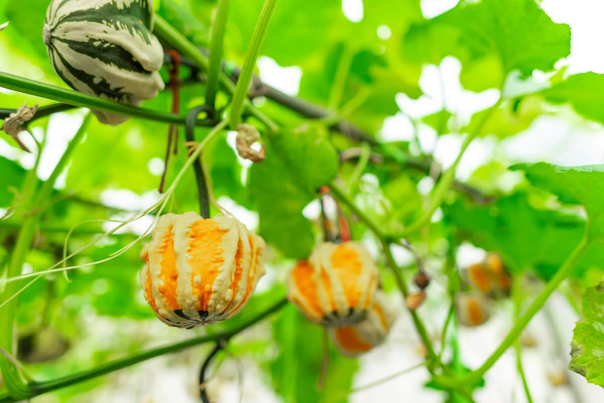 Pumpkin in Greenhouse