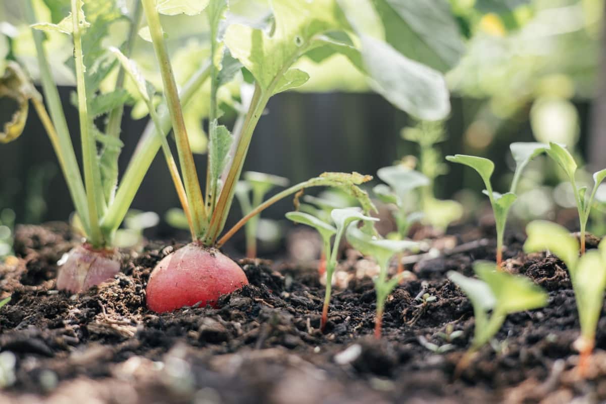 How to Grow Radishes in Greenhouse