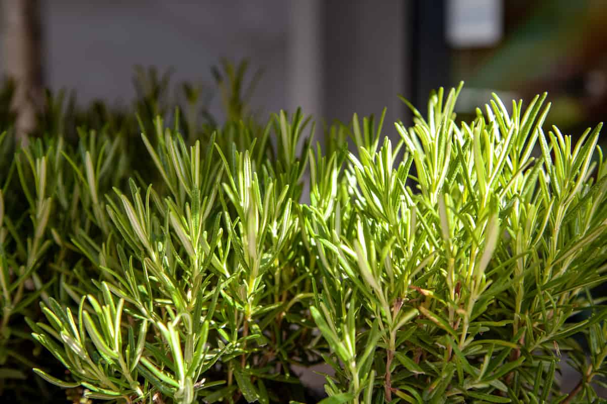How to Grow Rosemary from Cuttings