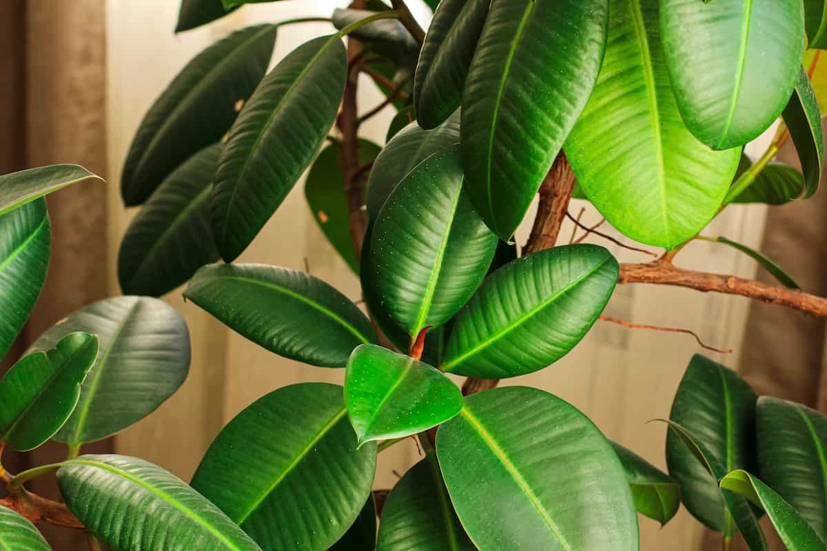 How to Grow Rubber Plant/Tree from Cuttings