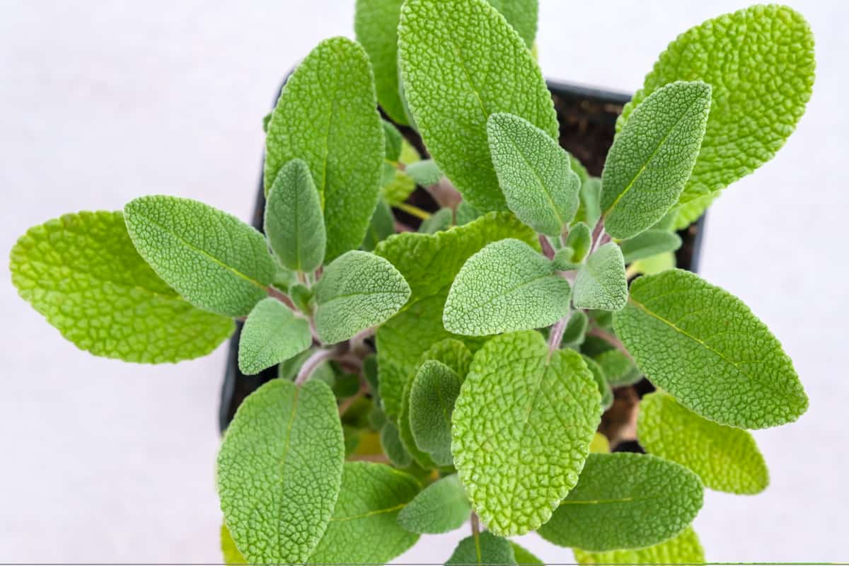 How to Grow Sage from Cuttings