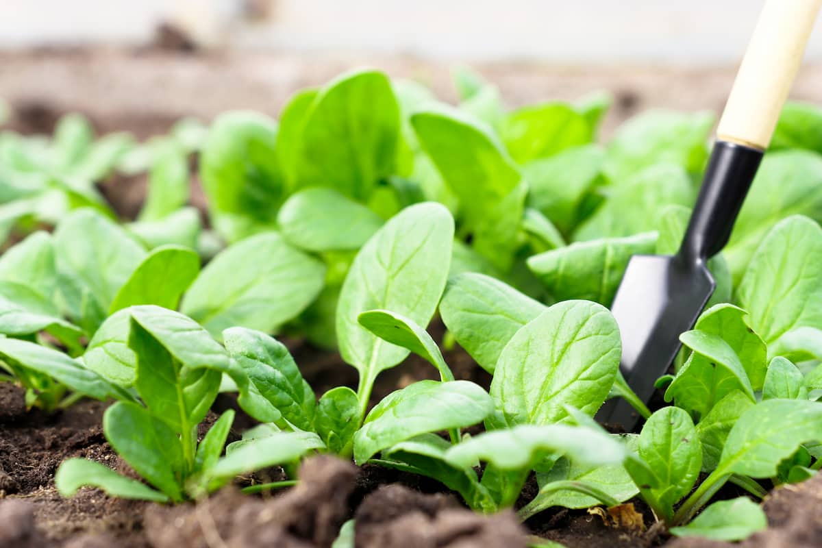 How to Grow Spinach in Small Spaces: A Guide for Urban Gardeners