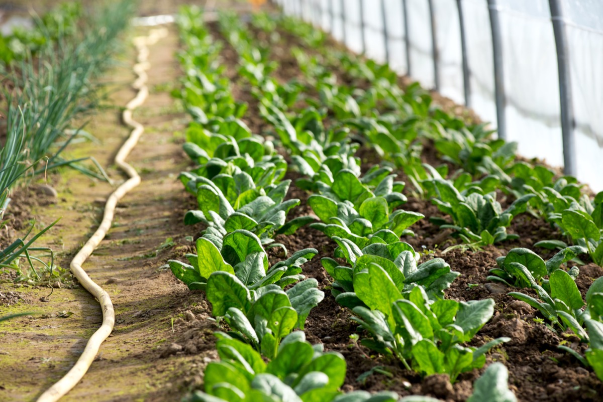 Image of Spinach plant growing in a greenhouse