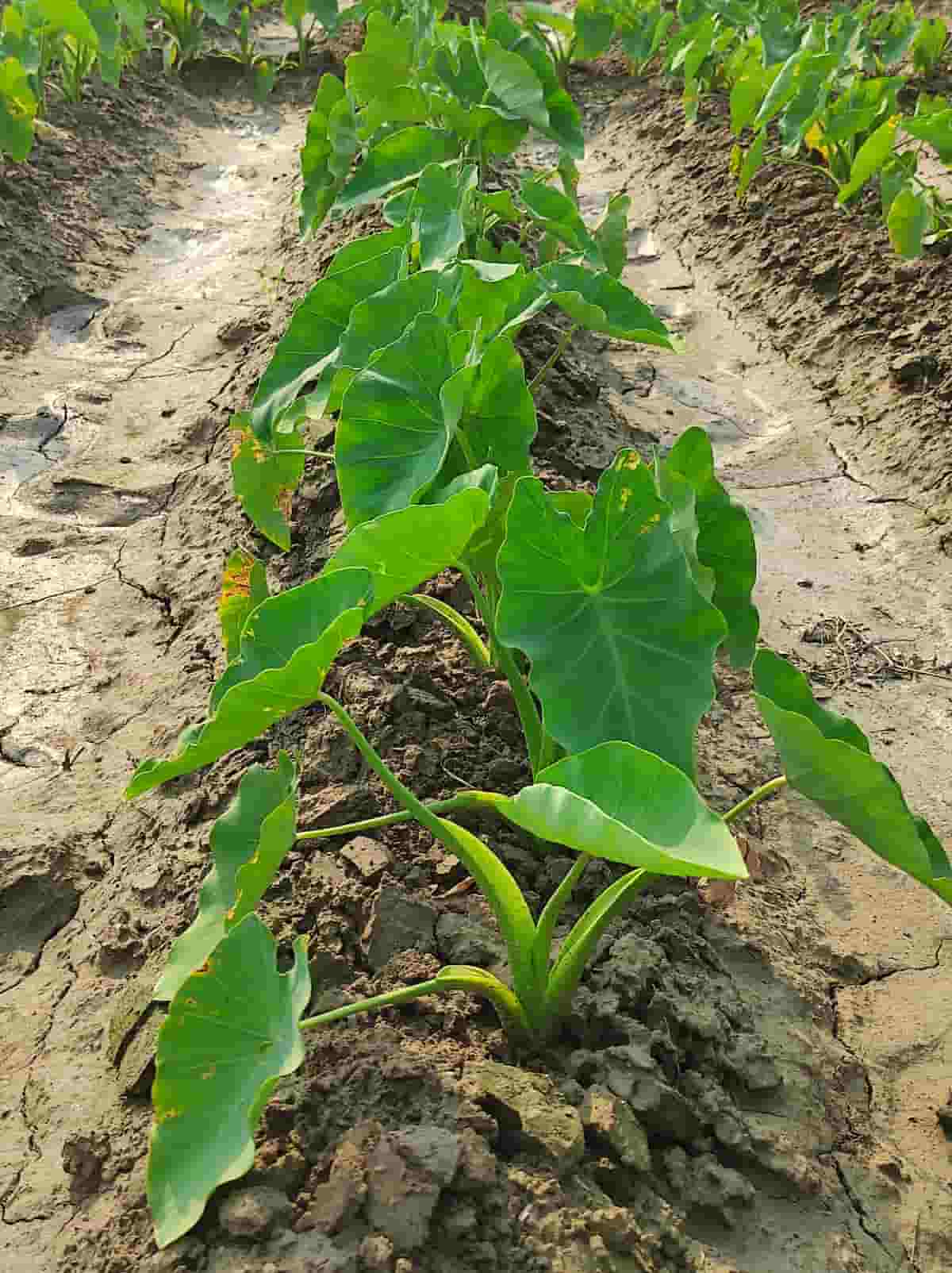 Taro Root Plantation
