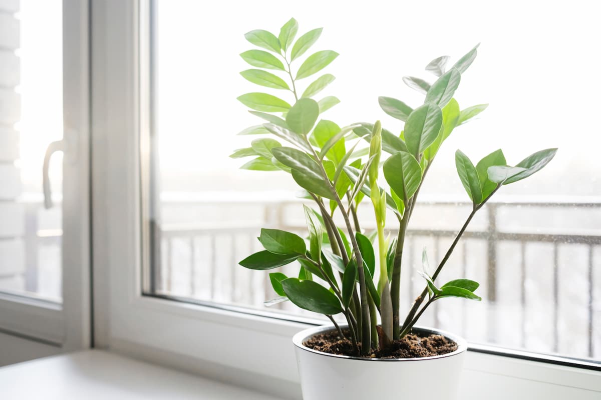 How to Grow ZZ Plant from Cuttings
