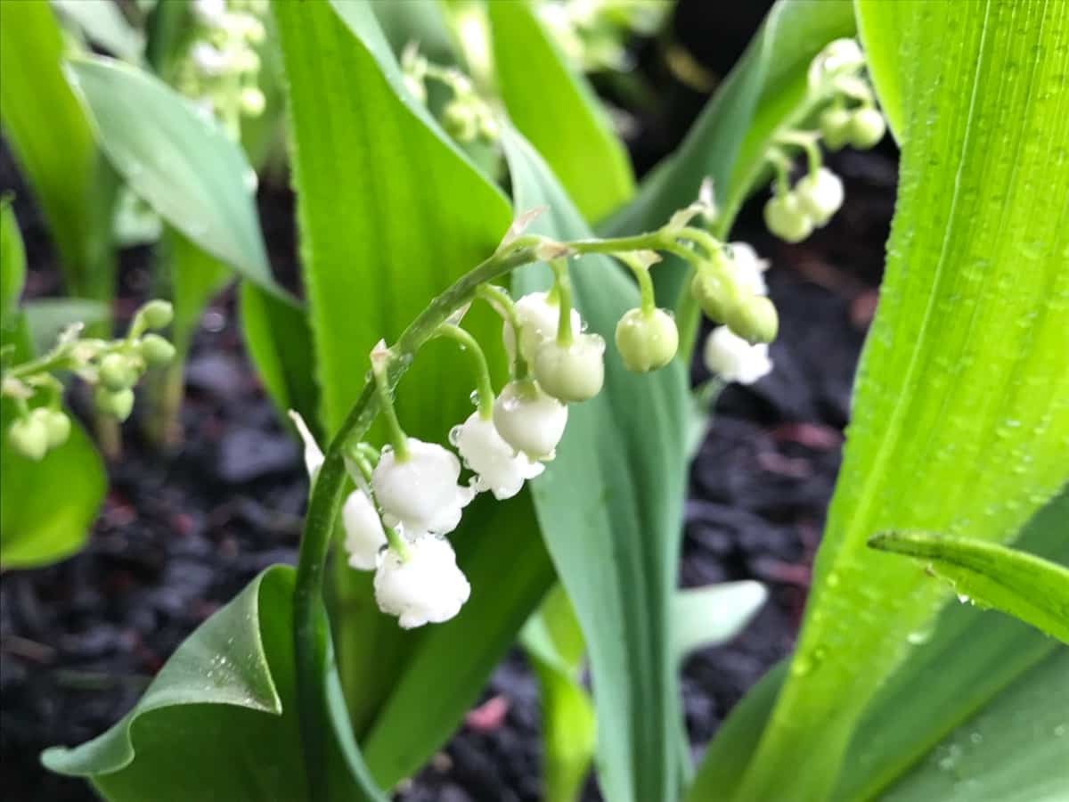 How to Grow and Care for Lily of The Valley