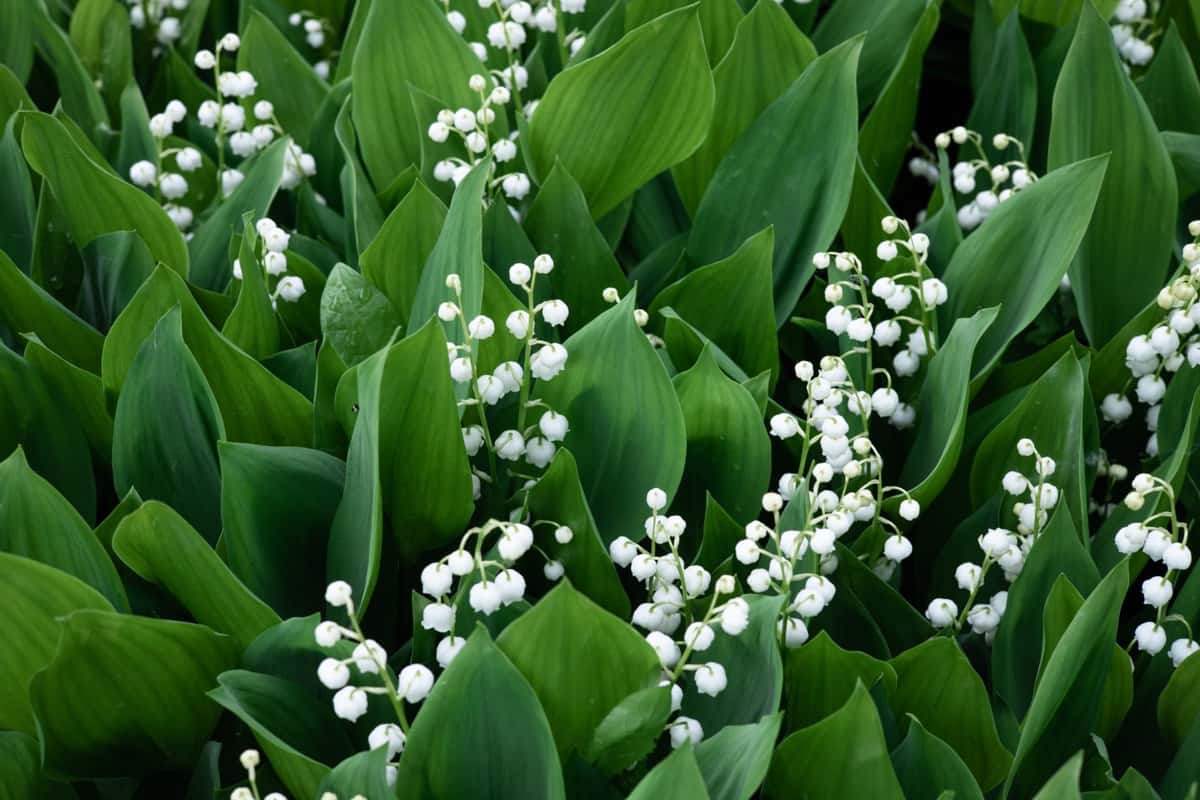 Lily of The Valley Plant