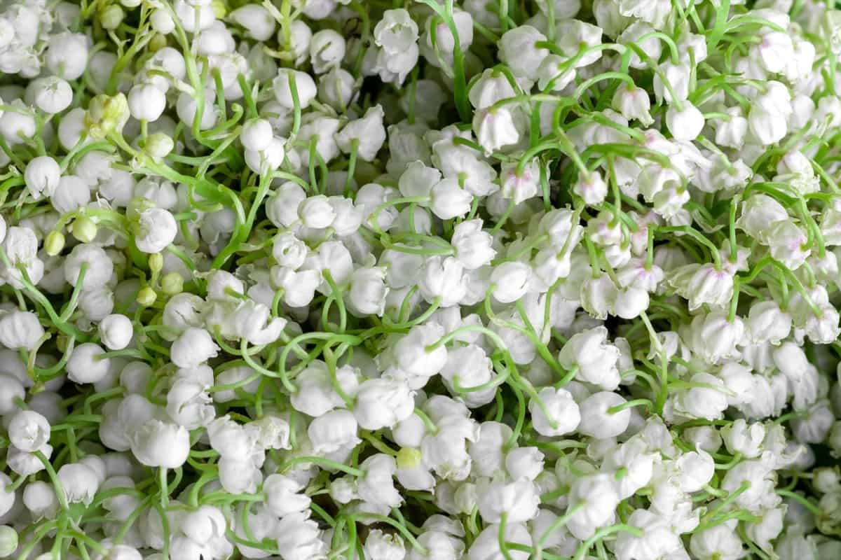 Lily of The Valley Flowers