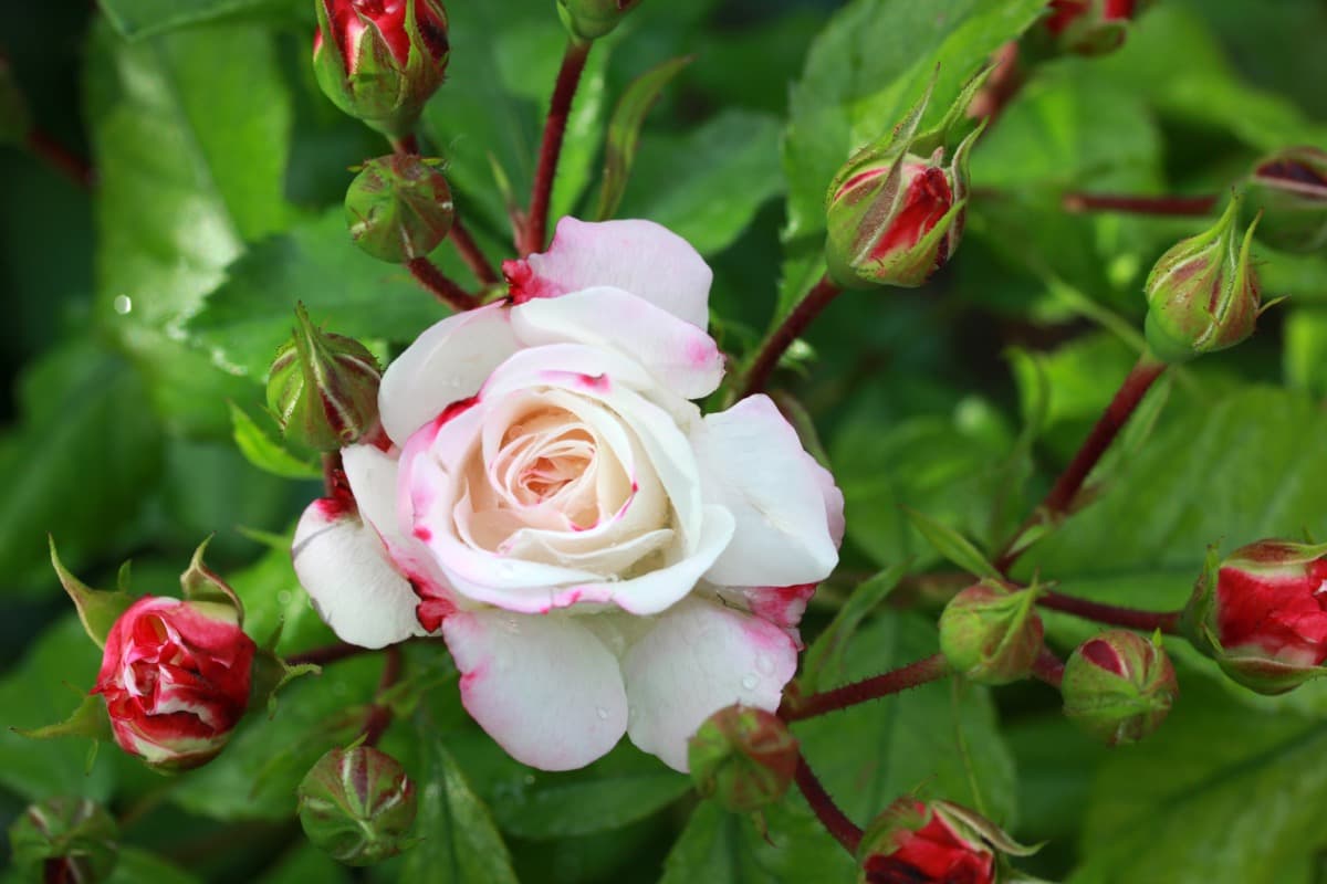 White Rose Garden