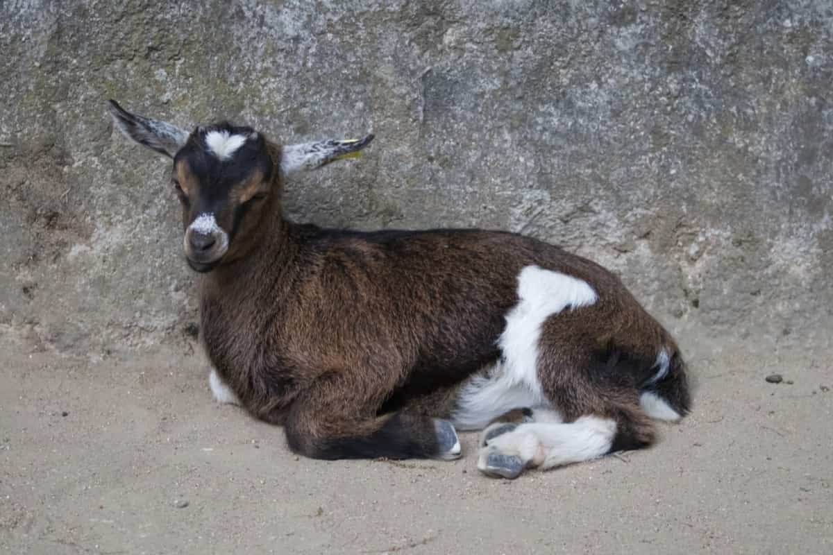 How to Raise and Care for Pygmy Goats