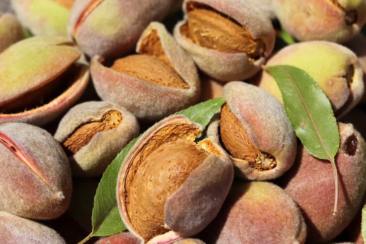 Harvesting Almonds