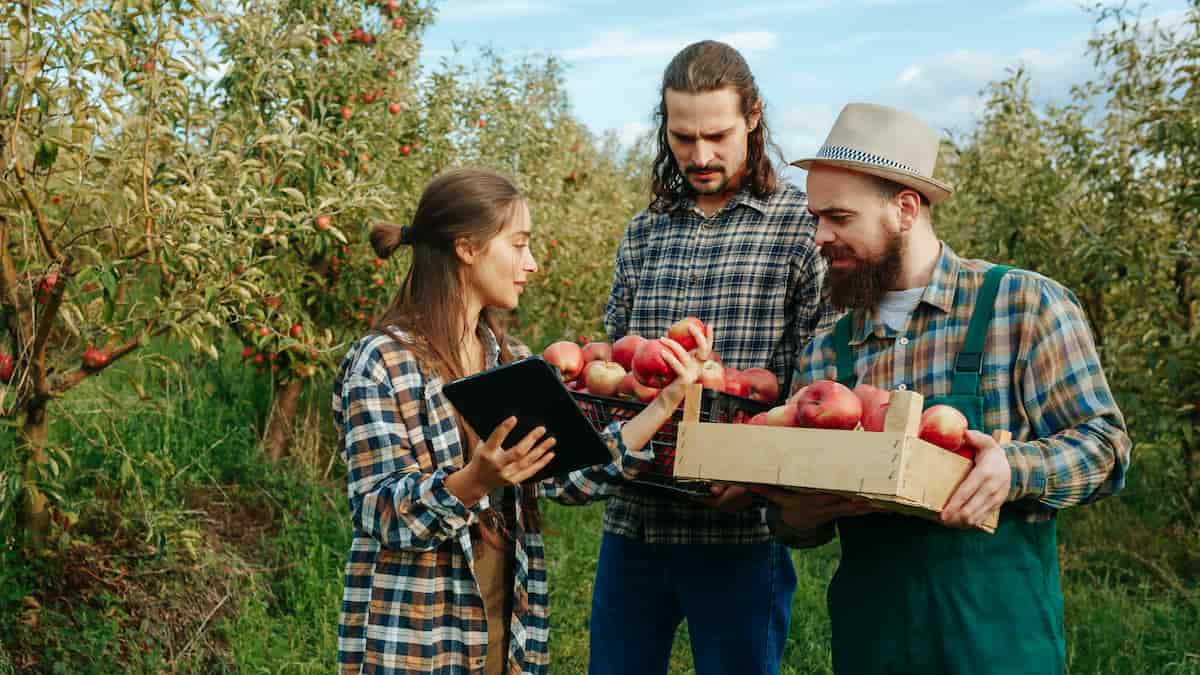 How to Start Apple Farming in the USA