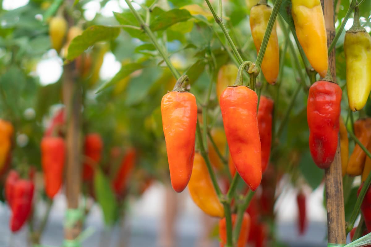 How to Start Chili Pepper Farming in California
