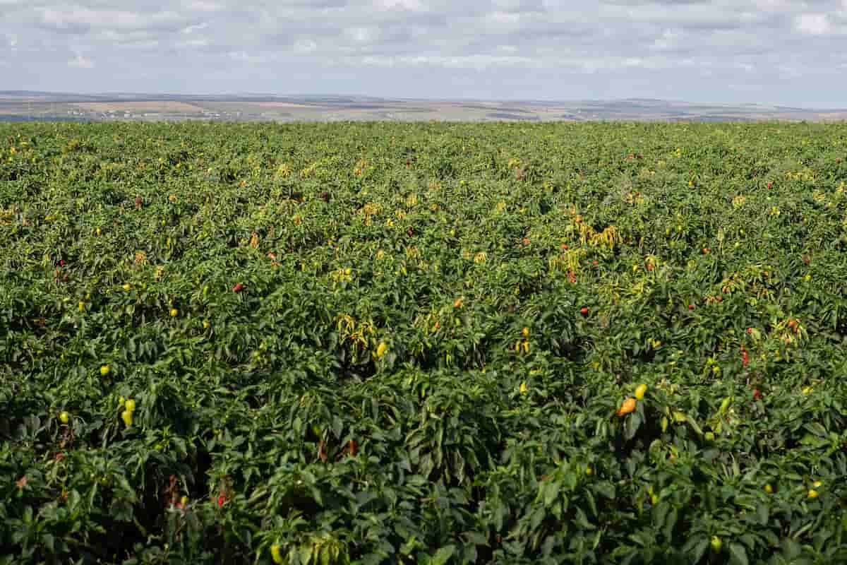 How to Start Chili Pepper Farming in Texas
