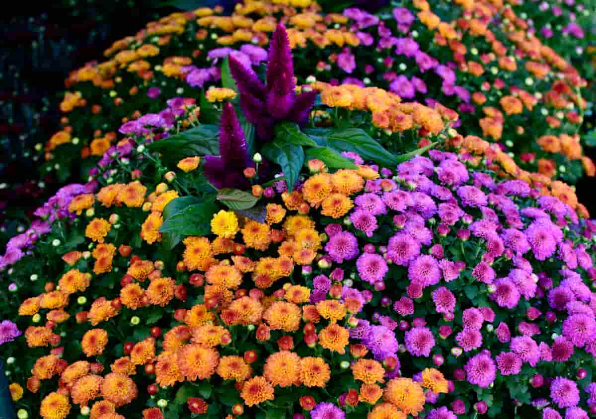 Colorful Flower Gardem