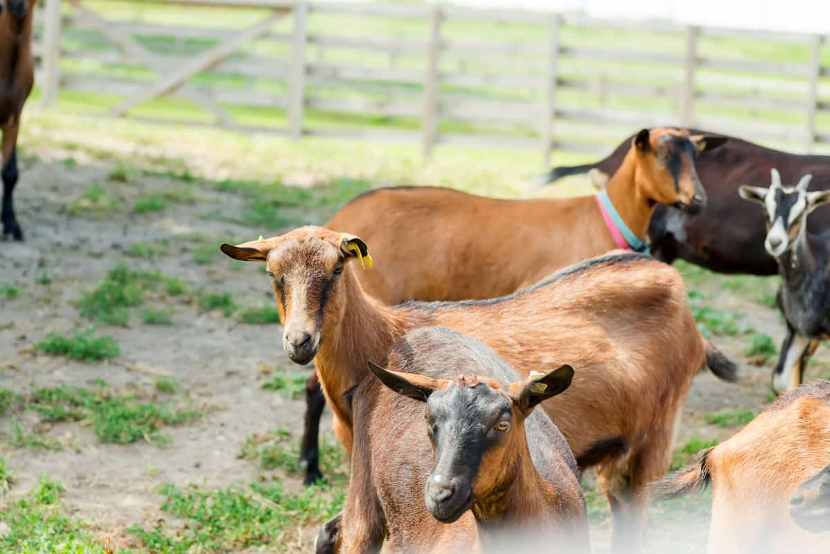 How to Start Goat Farming in 10 Steps

