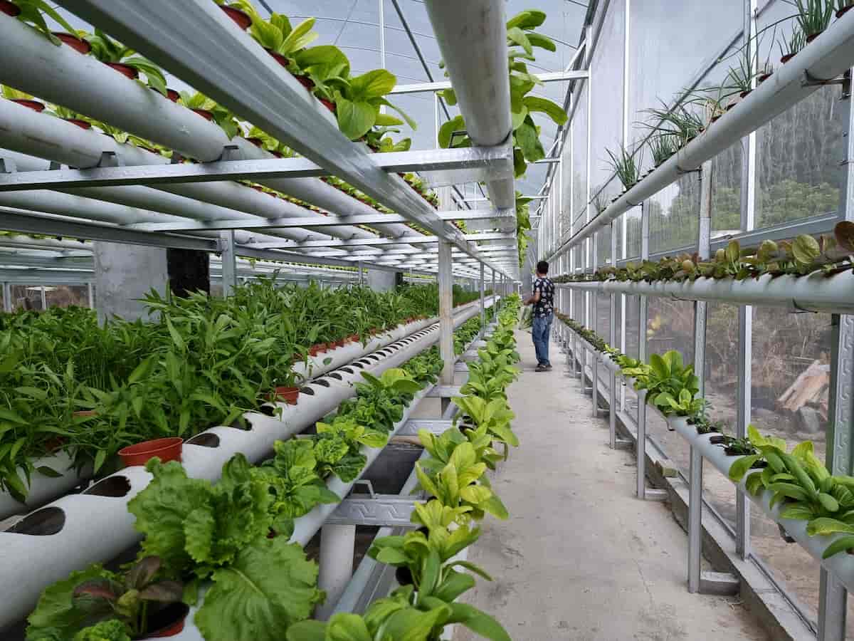 How to Start Greenhouse Hydroponic Farming from Scratch
