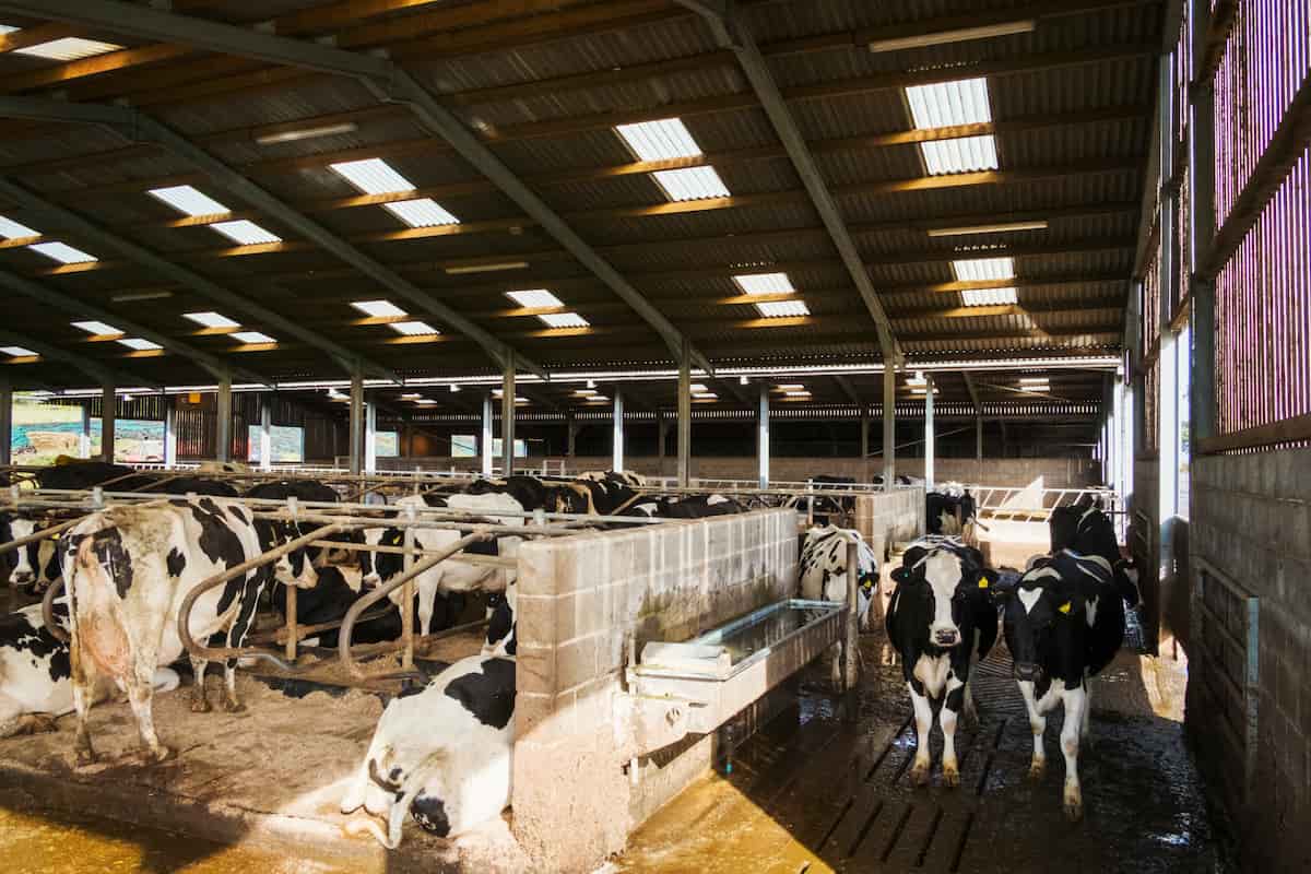 How to Start Holstein Friesian Cow Farming in 10 Steps